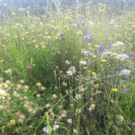 Tatil Evi Sonnenchalet *