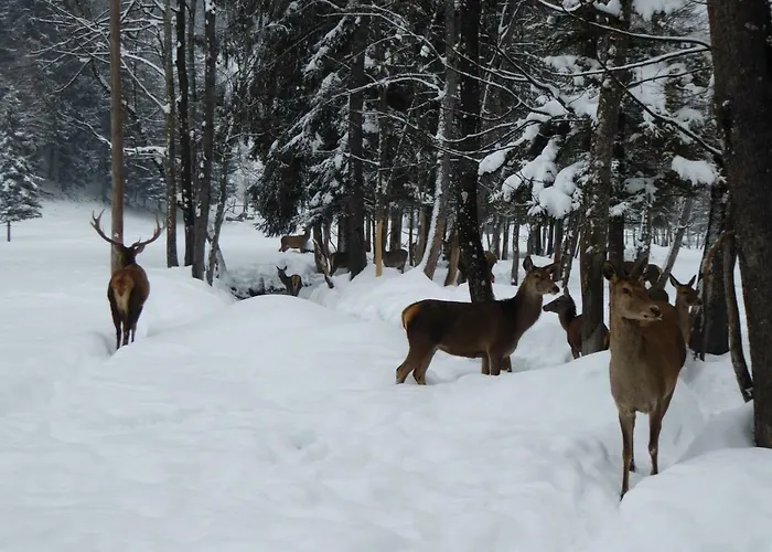 Sonnenchalet Werfenweng